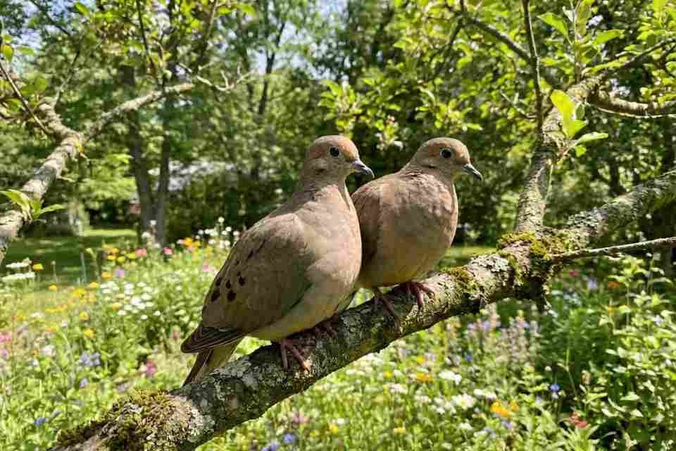A real-world photo of a Mourning Dove with a visibly full, distended crop perched on a mossy branch.