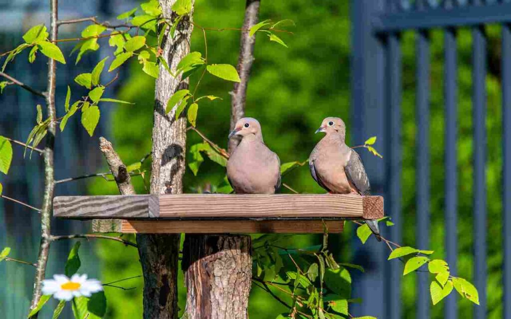 A pair of Mourning Doves perched on a flat wooden platform feeder in a sunlit backyard.