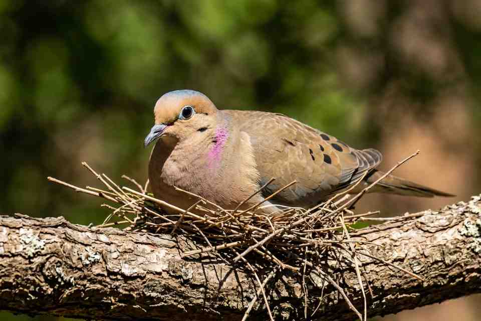 A male mourning dove with a bluish-grey crown incubating a nest at midday to illustrate the 10-to-4 guard shift. AI-generated for educational clarity.