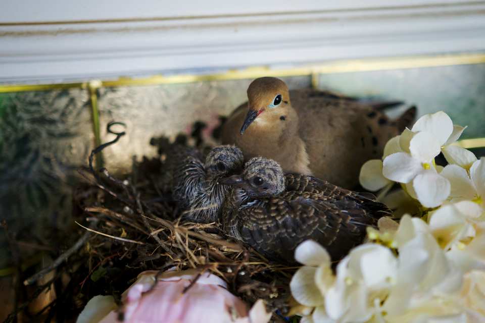 A Mourning Dove and two squabs nesting on a decorative porch ledge among artificial flowers, illustrating stable substrate selection.