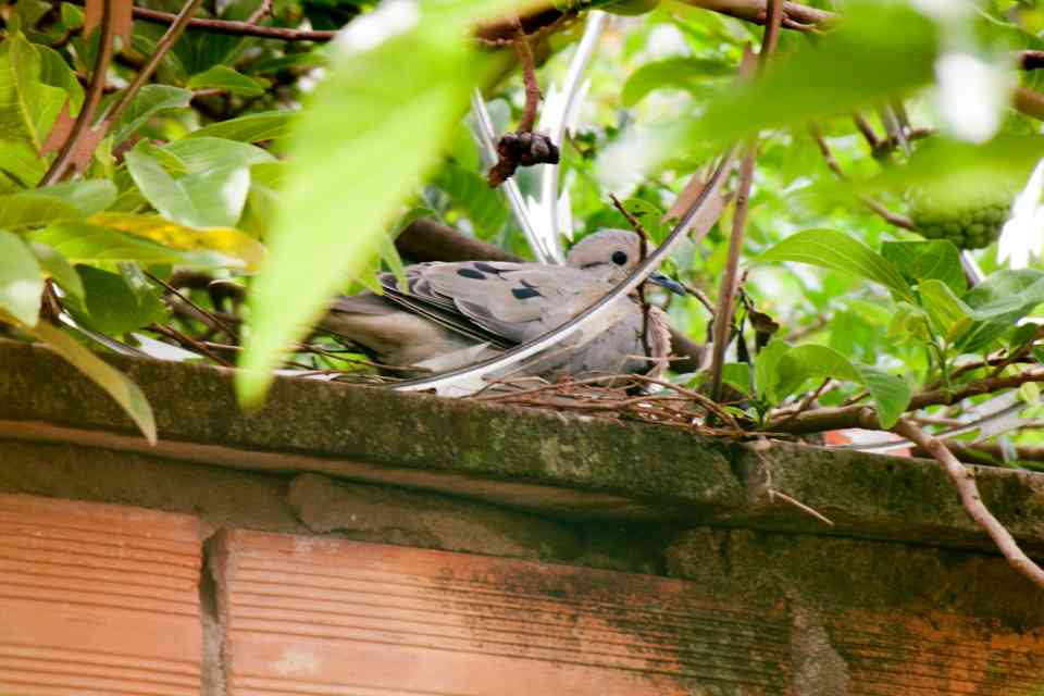 A Mourning Dove on a minimalist twig nest on a brick wall ledge under protective leaf cover.