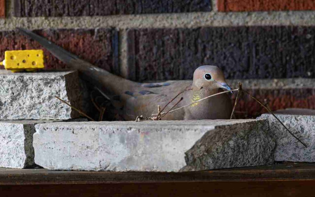 A real-world photo of a Mourning Dove with a twig in its bill, building a nest on a concrete ledge in a suburban setting.