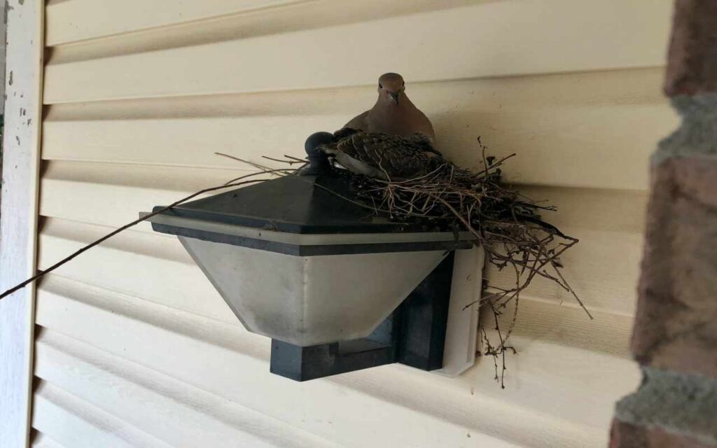 A mourning dove incubating a nest built on top of a suburban porch light fixture.