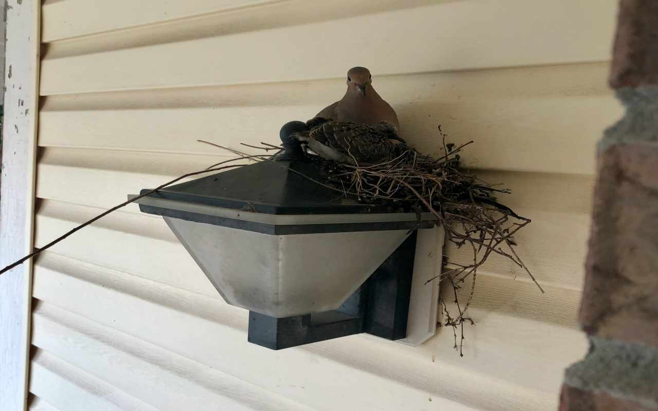 A mourning dove incubating a nest built on top of a suburban porch light fixture.