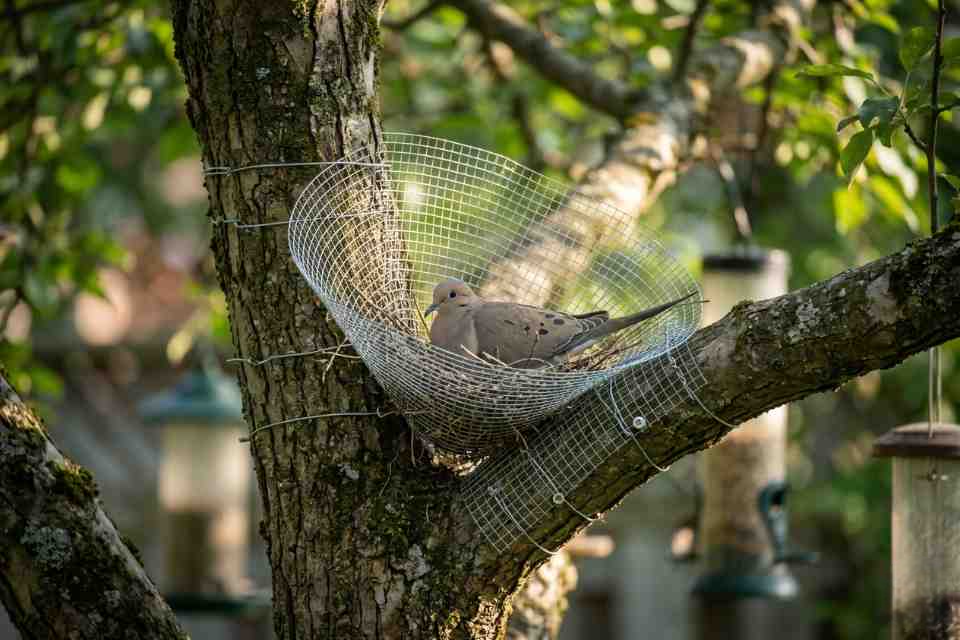 A technical illustration of a Mourning Dove sitting on a twig nest inside a wire mesh nesting cone mounted in a tree fork. Visual generated via AI for educational clarity.