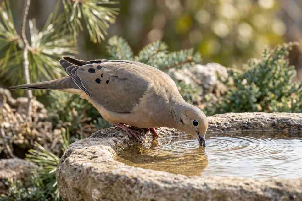 A biologically perfect Mourning Dove drinking from a stone birdbath with its bill submerged in a suction posture.