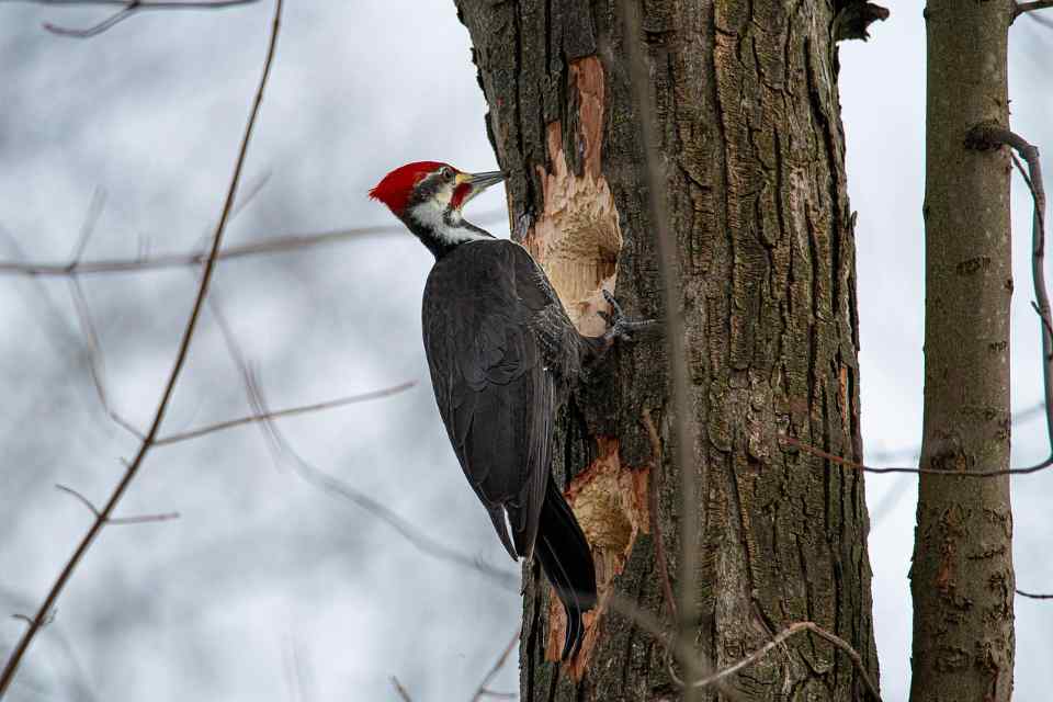 A Pileated Woodpecker excavating deep, rectangular foraging furrows in a mature tree trunk to reach carpenter ant colonies.