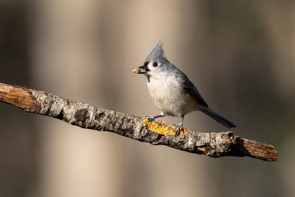 A real-world photo of a Tufted Titmouse on a natural branch with a seed, illustrating its winter caching strategy.