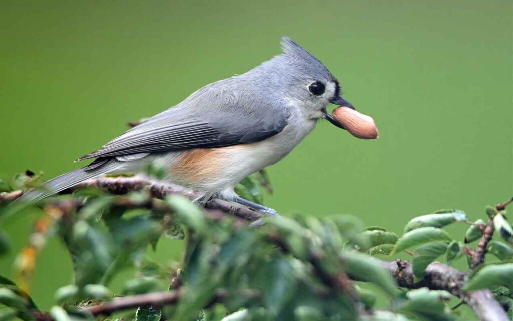 A Tufted Titmouse perched on a garden branch with a large whole shelled peanut in its bill, illustrating the largest-seed foraging rule.