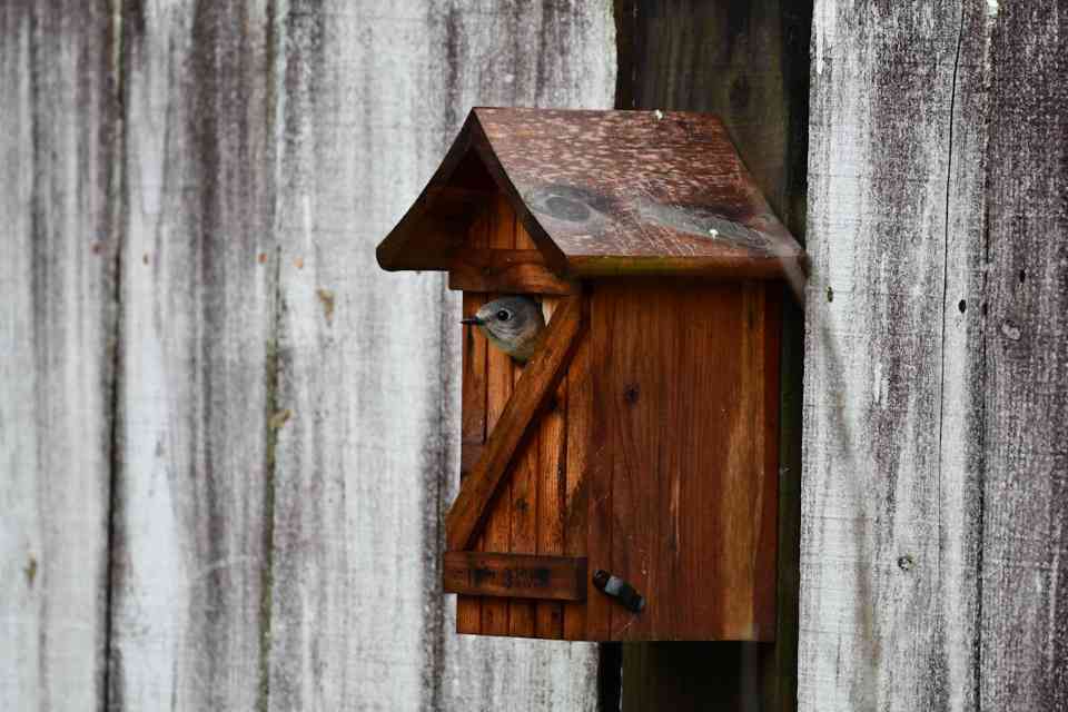 A Tufted Titmouse captured in the field peering from a weathered wooden nest box during the active incubation phase.