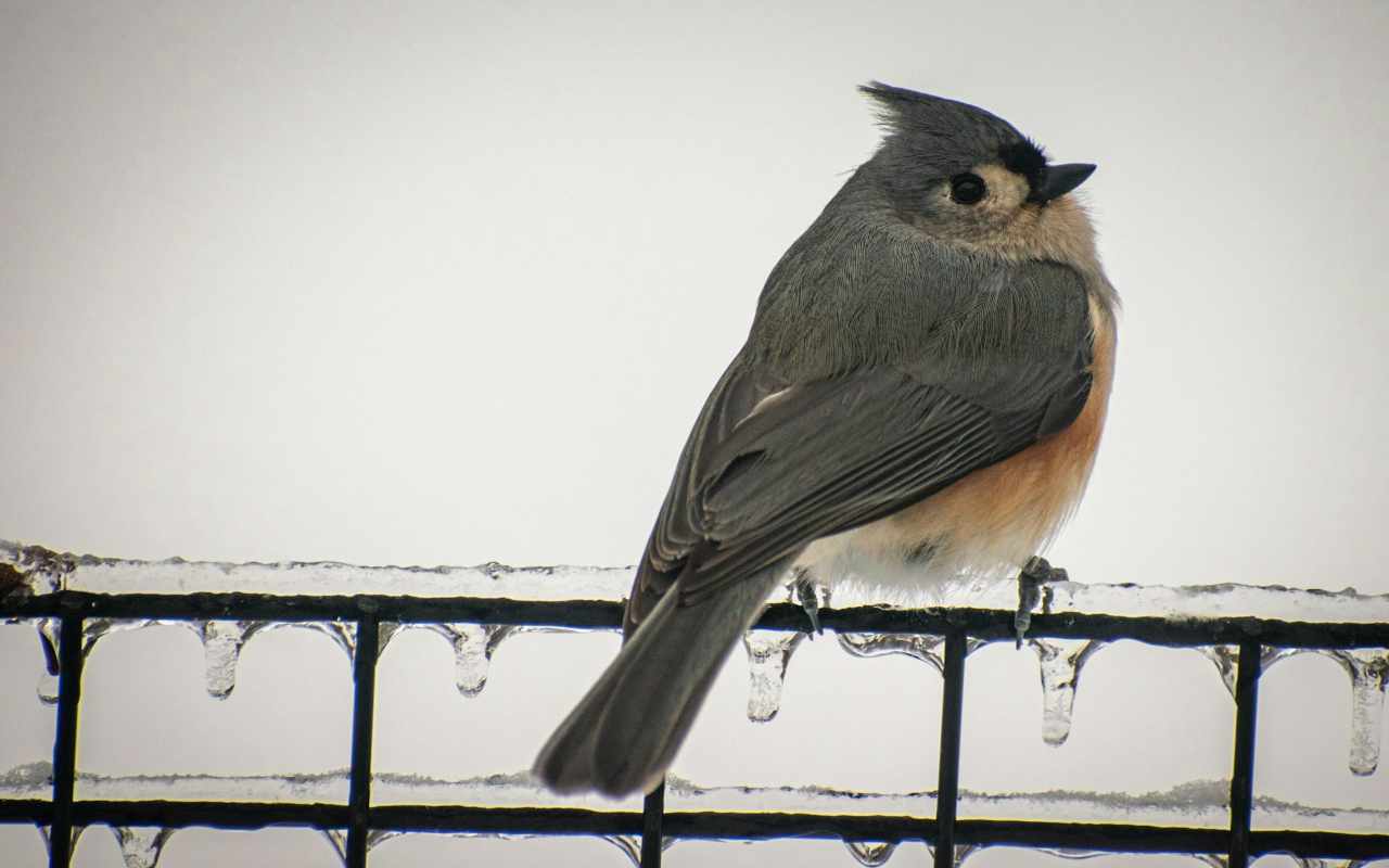 A real-world photo of a puffed-up Tufted Titmouse perched on an ice-covered chain-link fence during a winter freeze.