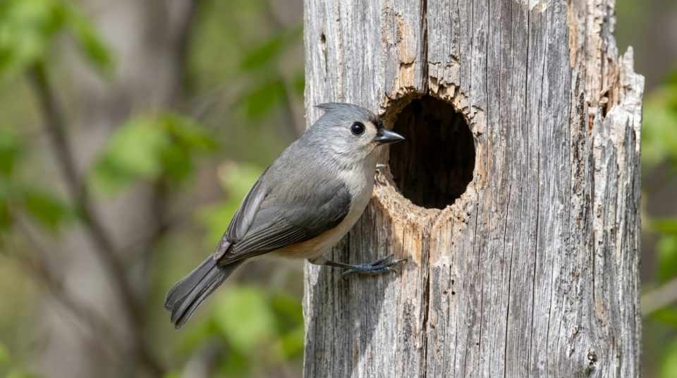 A high-resolution, close-up photo of a Tufted Titmouse with a grey crest perched on a weathered tree trunk beside a circular nesting hole.