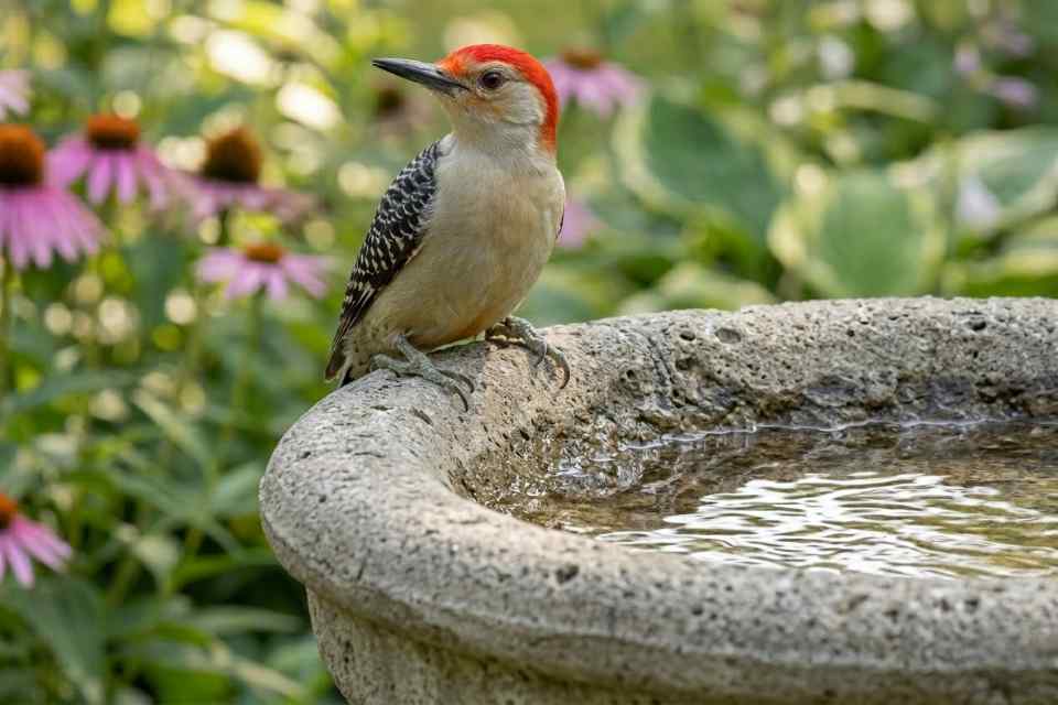 A Red-bellied Woodpecker perched on a rough-textured stone birdbath, showing its zygodactyl feet gripping the non-slip surface.