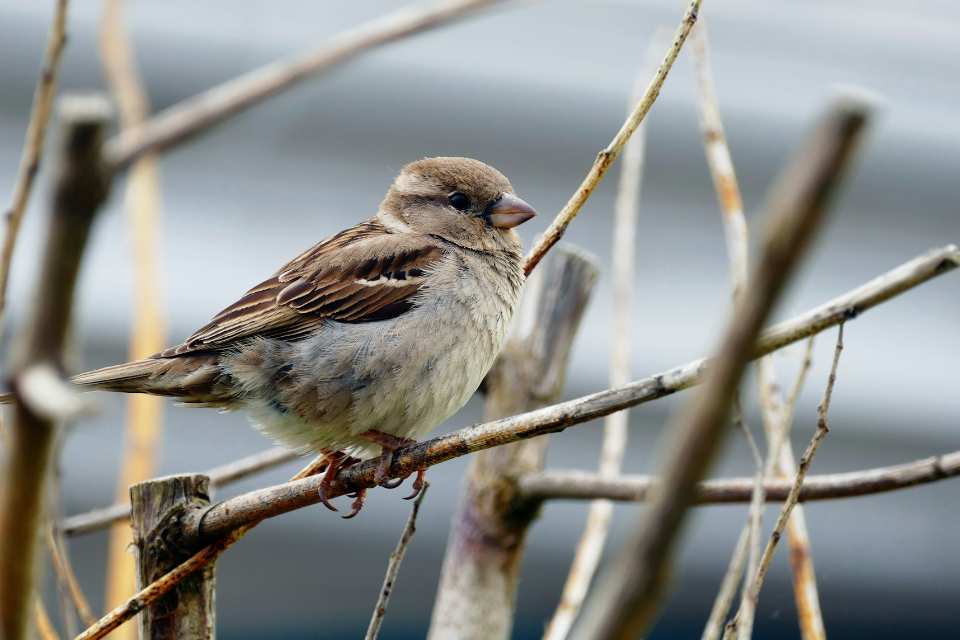 A sharp profile photograph of an adult female House Sparrow showing the prominent buff eyebrow and a clean, unstreaked throat.