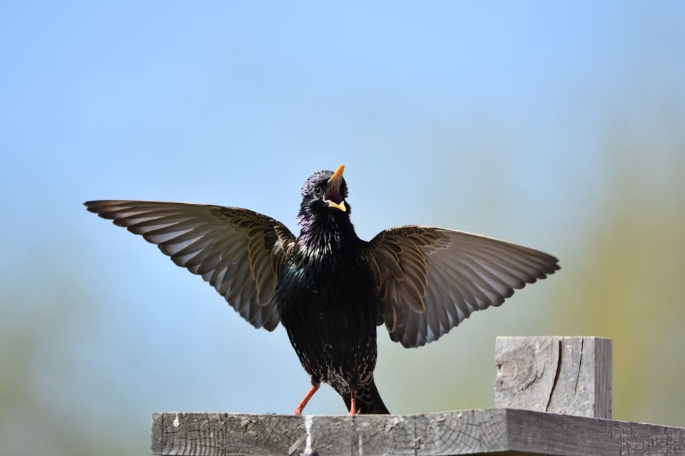 An adult European starling with iridescent black plumage and wings spread wide on a wooden post, illustrating the aggressive posture used during predatory hawk mimicry.