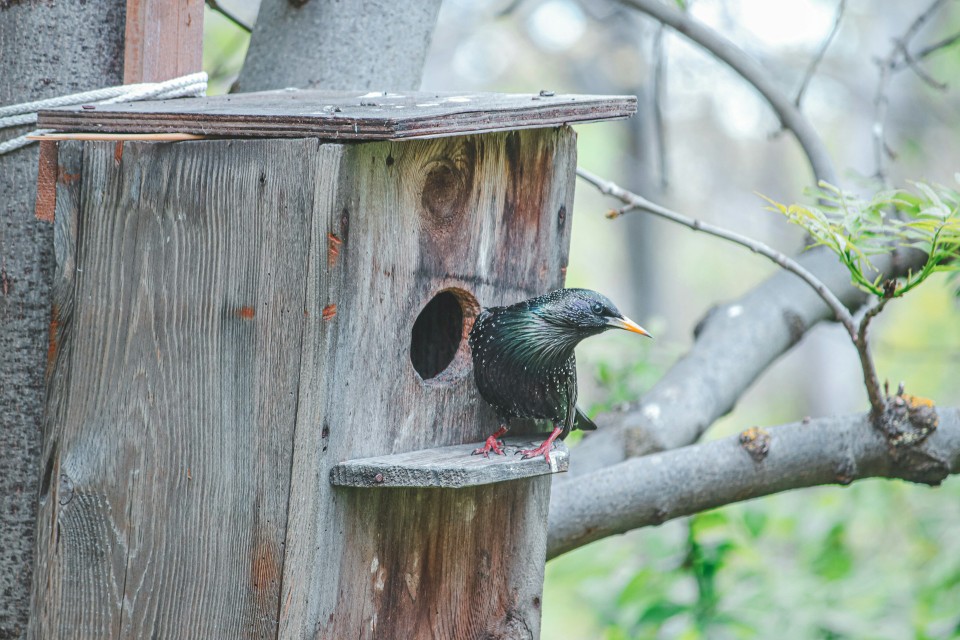 A European starling perched on a wooden nest box next to the entrance hole, illustrating the species' physical advantage in suburban cavity competition.