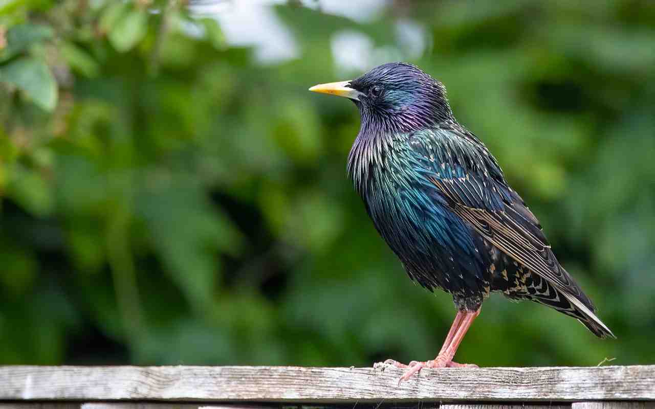 A side profile of a European starling with iridescent black plumage and a yellow bill perched on a suburban fence, illustrating its anatomical adaptations for nesting and foraging.