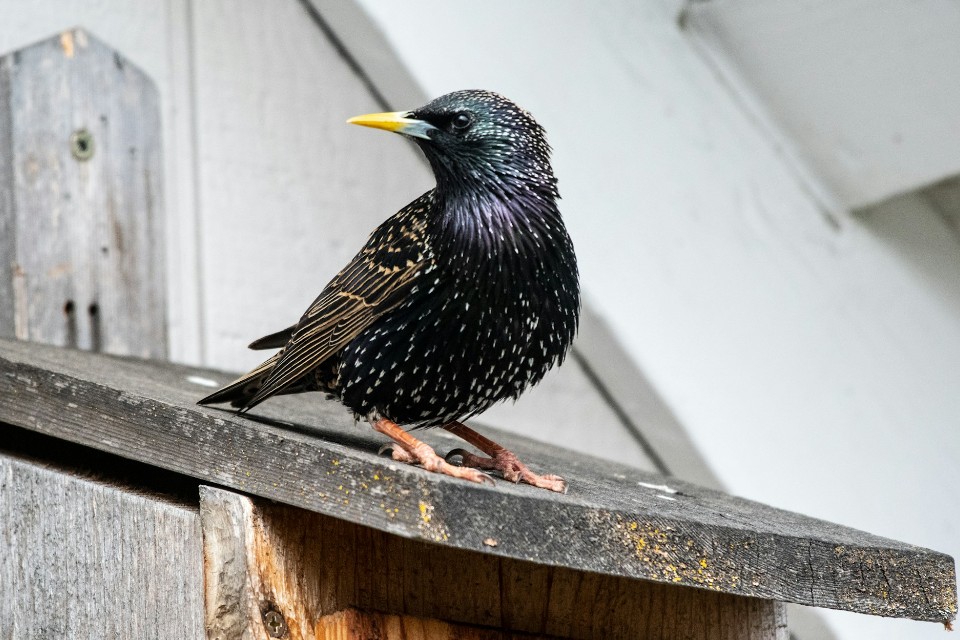A high-contrast close-up of a European starling with a bright yellow bill perched on a wooden nest box, illustrating the stocky body width that serves as the biological basis for 1.5-inch mesh deterrence.