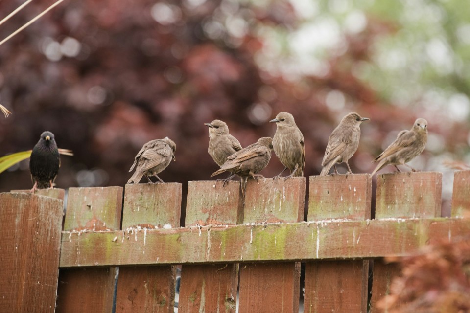An adult European starling perched next to a row of six brown juvenile starlings on a wooden fence, illustrating colonial recruitment and social learning.