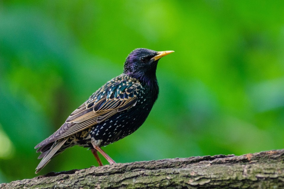 A side profile of a European starling perched on a branch, highlighting the long, slender bill and iridescent plumage.