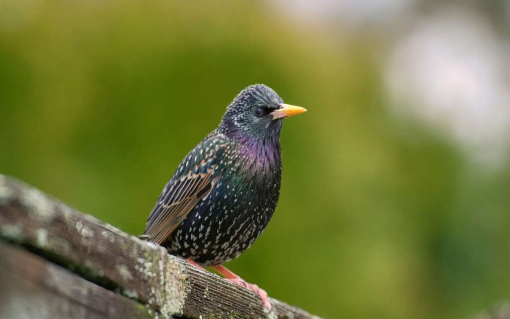 A high-resolution profile of a European starling perched on a nest box, showing the specialized bill and forward-facing eye used for open-bill probing.