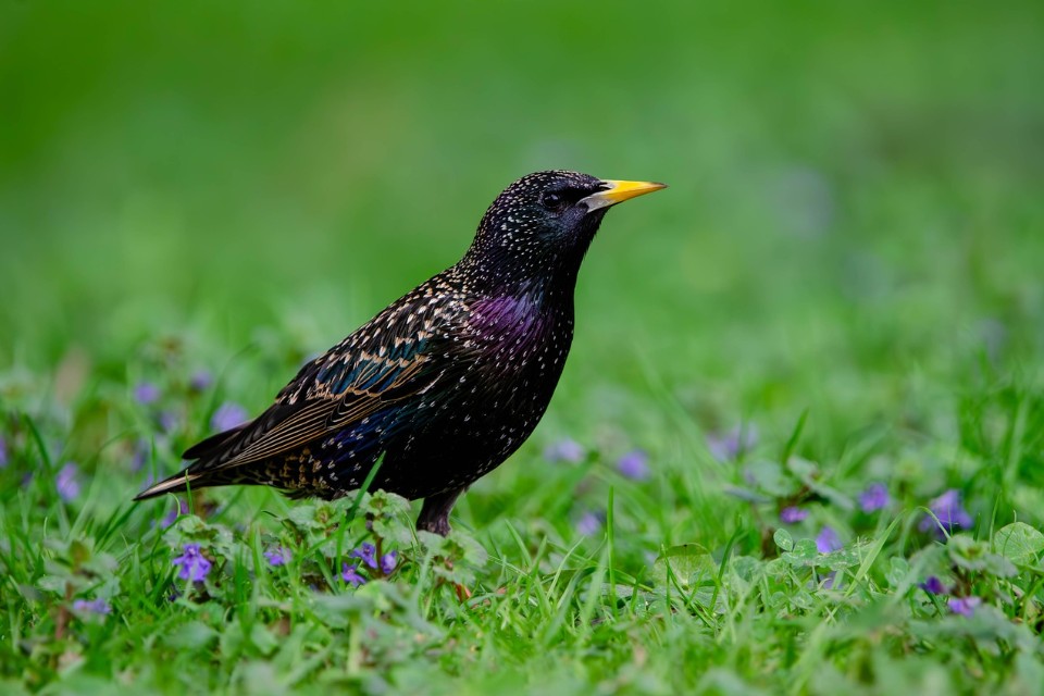 A European starling standing alert in short green grass, illustrating the social searching behavior used to broadcast food signals to the rest of the flock.