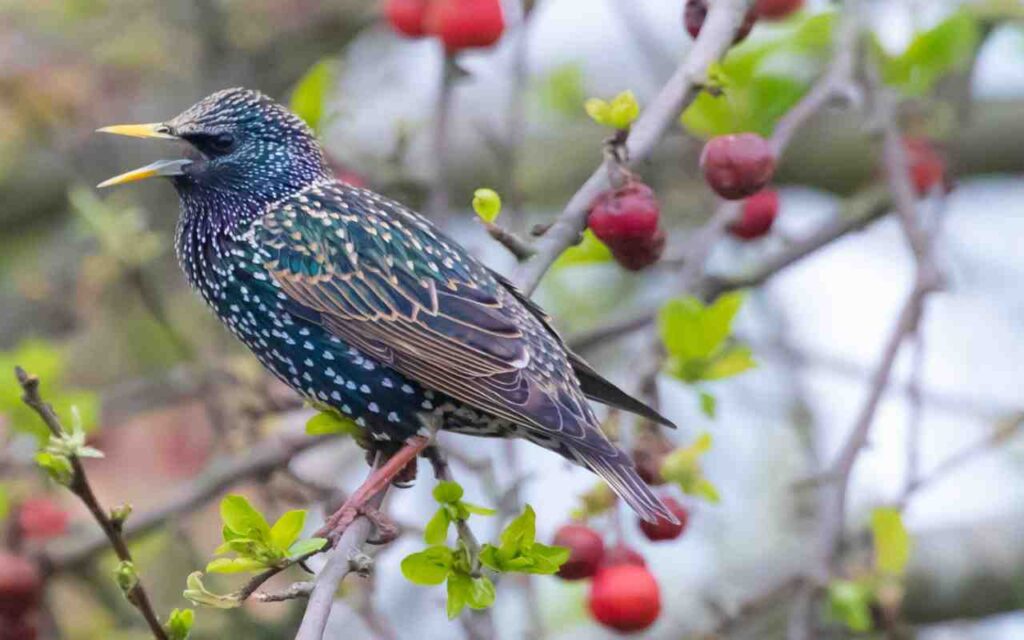 A European starling with iridescent black plumage and a yellow bill perched on a branch with its beak open, illustrating its dual-syrinx vocal anatomy.