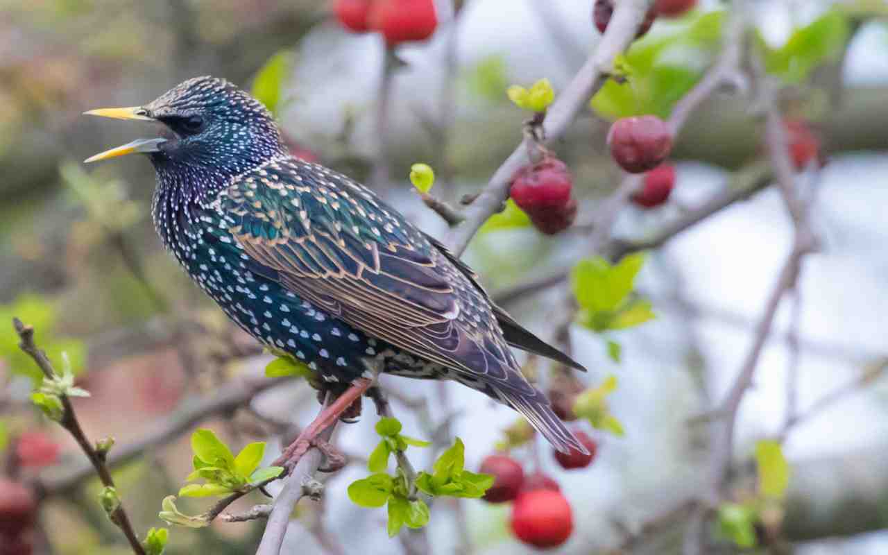 A European starling with iridescent black plumage and a yellow bill perched on a branch with its beak open, illustrating its dual-syrinx vocal anatomy.