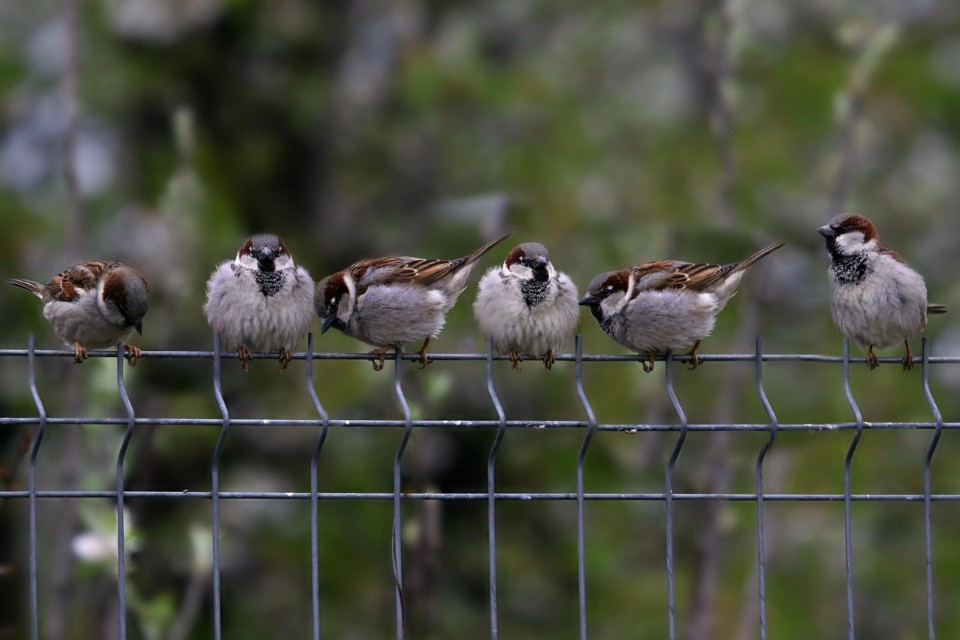 A row of six male house sparrows perched together on a wire fence, illustrating the species' collective strength and territorial dominance in urban environments.