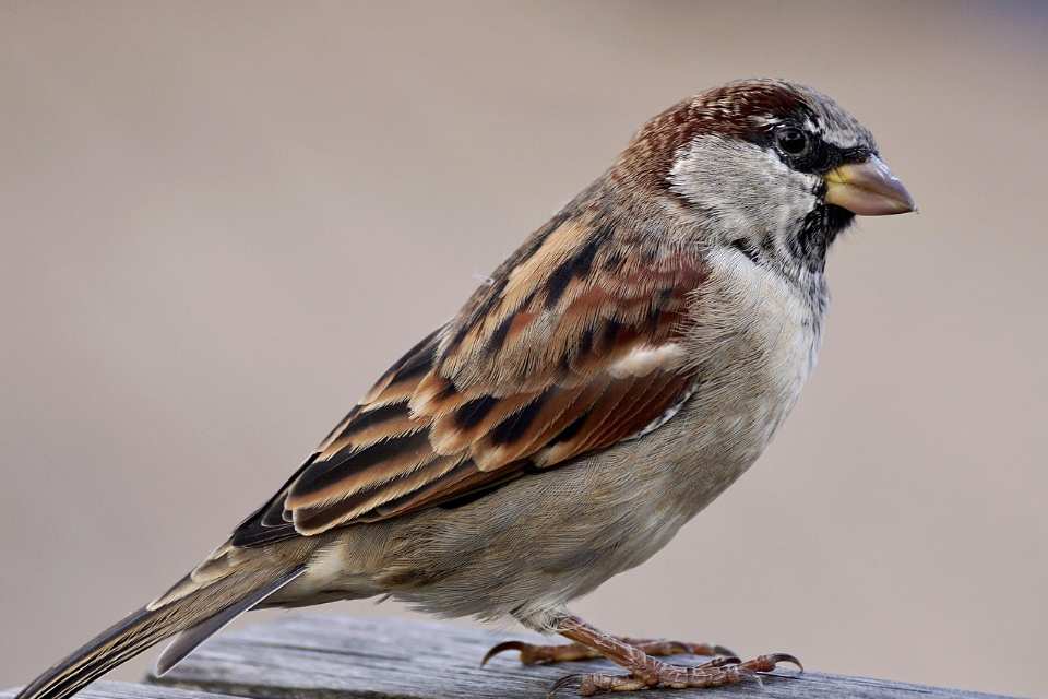A profile photo of a male House Sparrow, showing the thick, conical bill used to process the 4,848 stomach content samples of grain and cereal mentioned in the text.