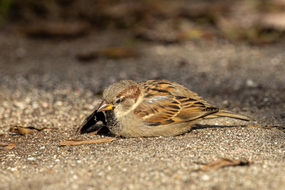 A male house sparrow hunkered down in dry, sandy soil, illustrating the species' characteristic dust bathing behavior used for hygiene and parasite removal.