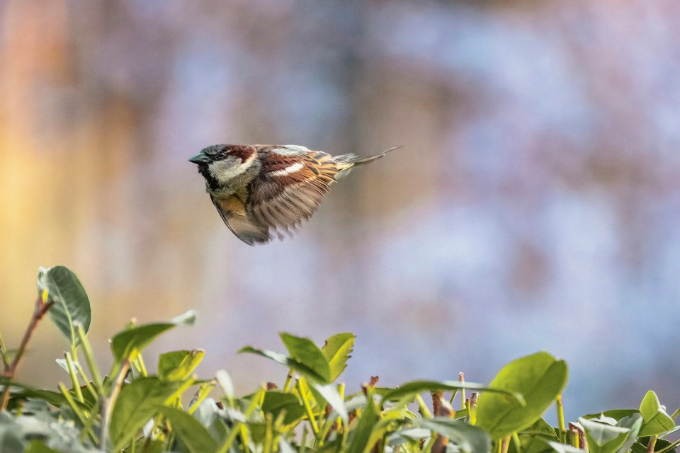 A male house sparrow captured mid-flight above a green hedge, illustrating its 28 mph direct flapping pace and lack of bounding pattern.