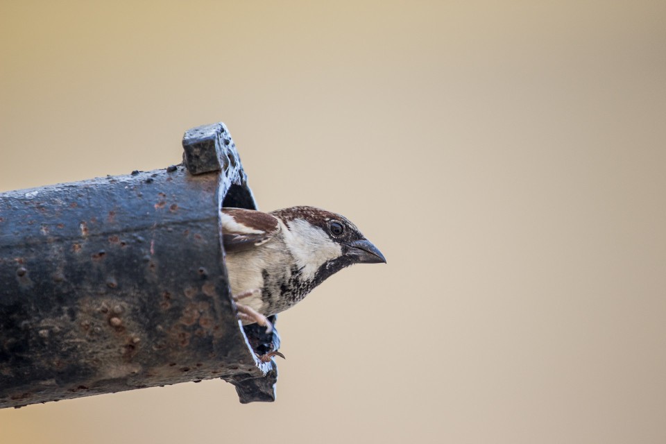 A male house sparrow peering out from inside a rusted industrial iron pipe, representing the species' ability to establish colonies in extreme environments like coal mines.