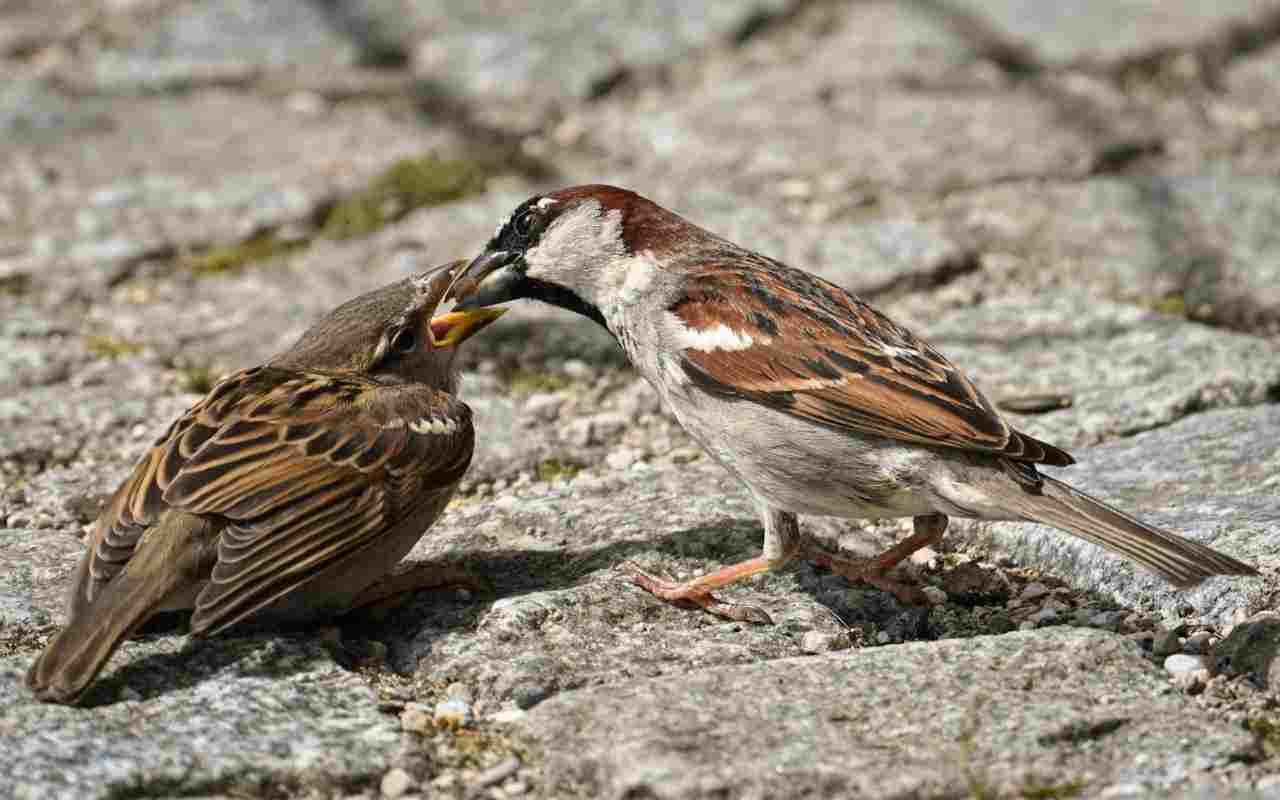 An adult male House Sparrow with a black bib feeding a juvenile fledgling to show the prominent yellow gape.