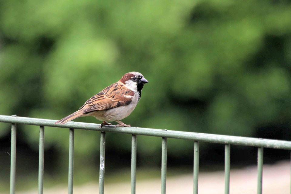 A male house sparrow perched on a metal railing with a soft green background, representing the biological reality of the species' two-year average lifespan.