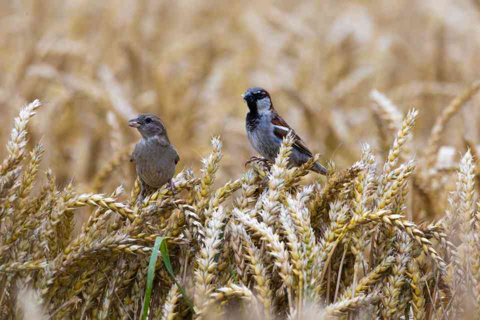 A male and female House Sparrow perched on ripening wheat ears, illustrating the agricultural impact and 88% winter grain dependency discussed in the text. Photo by Florian Süß on Pexels