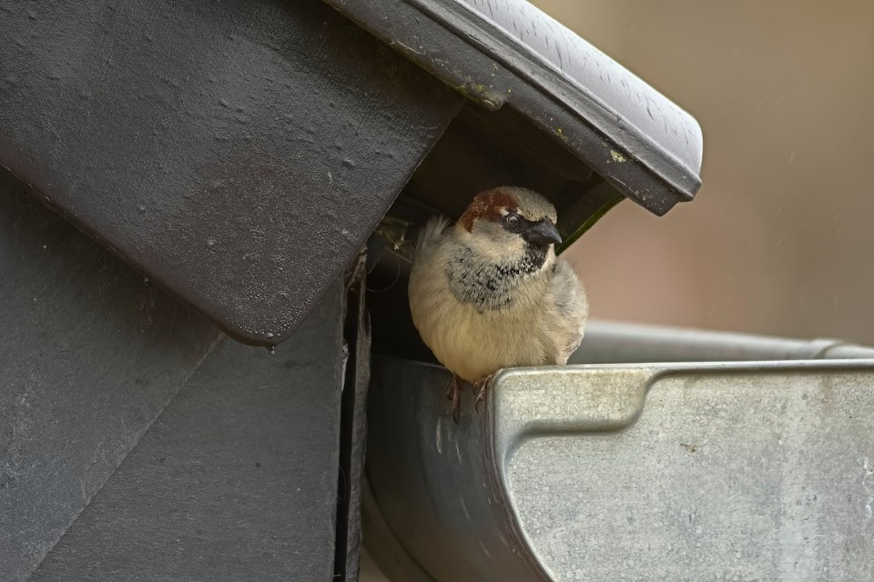A male house sparrow perched inside a metal industrial gutter housing, illustrating its ability to inhabit and exploit man-made machinery and structures.