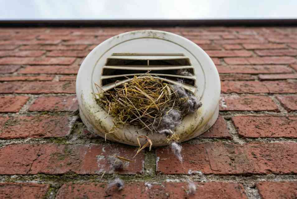 A House Sparrow nest protruding from a residential dryer vent on a brick wall, illustrating the use of dryer lint as insulation in a 4-inch urban cavity. Visual generated via AI for educational clarity. Photo via Feathered Guru.