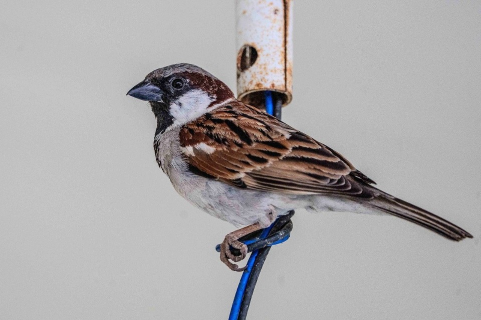 A sharp profile view of a male house sparrow showing the thick, powerful beak and robust skull structure adapted for cracking agricultural seeds.