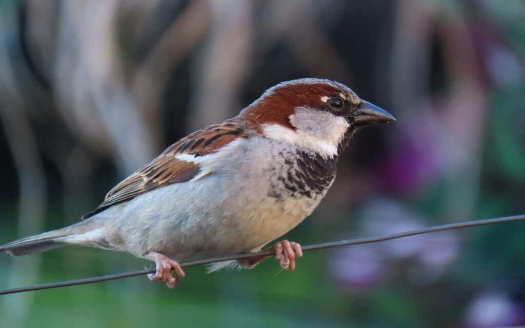 A profile shot of a male house sparrow with a large black status bib perched on a wire, illustrating 11,000 years of adaptation to human environments.