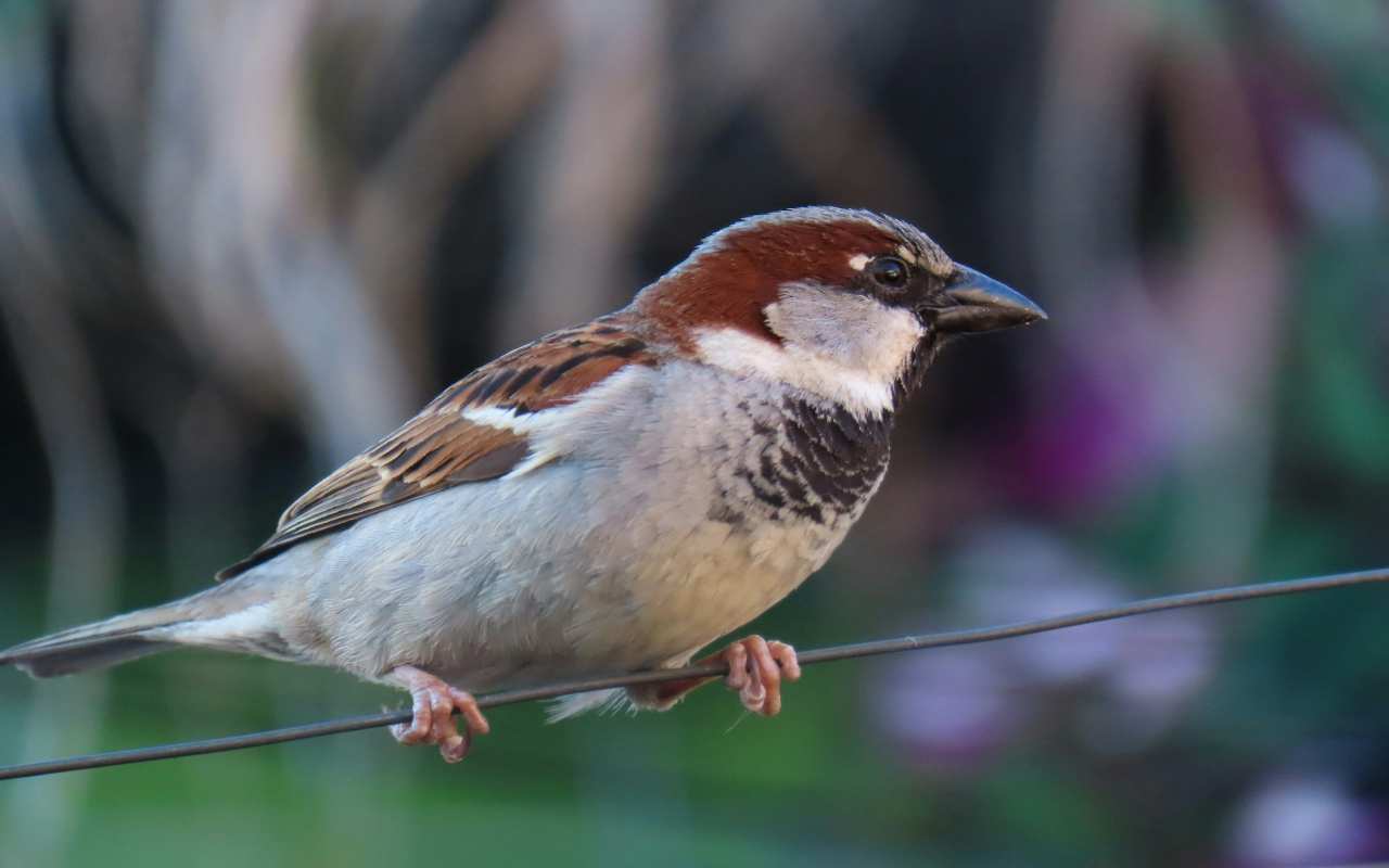 A profile shot of a male house sparrow with a large black status bib perched on a wire, illustrating 11,000 years of adaptation to human environments.