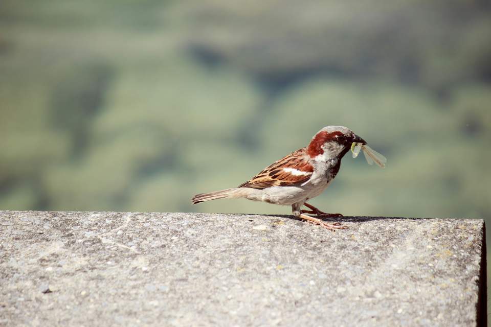 A male House Sparrow perched on a concrete ledge with a winged insect in its beak, illustrating urban protein gleaning and the 90% nestling protein requirement. Photo by maia crimew on Unsplash
