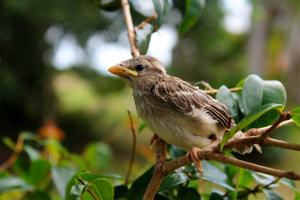 A sharp macro photograph of a juvenile House Sparrow showing the prominent fleshy yellow gape at the corner of the bill.