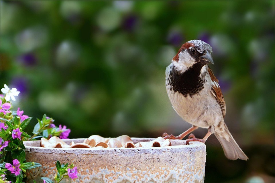Close-up of a male house sparrow perched on a garden pot, clearly showing the large black throat patch used to signal social dominance.