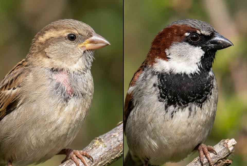 Side-by-side comparison of a first-year male House Sparrow's shadow bib and a mature adult male's black bib. Visual generated via AI for educational clarity.