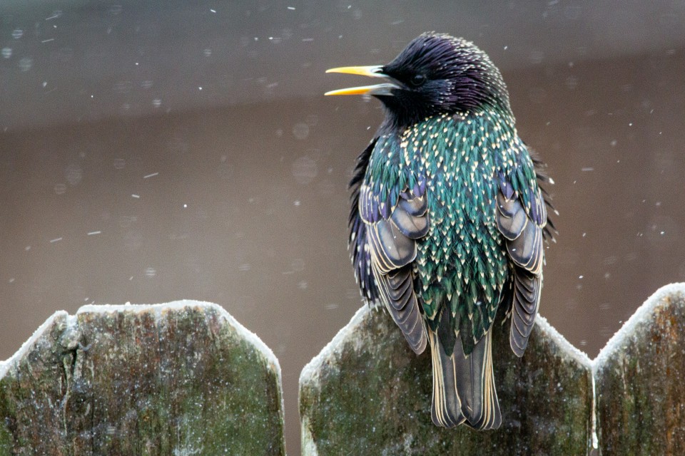 A European starling perched on a wooden fence with flared throat feathers and an open bill, illustrating the difference between its simple alarm calls and its complex, learned songs.