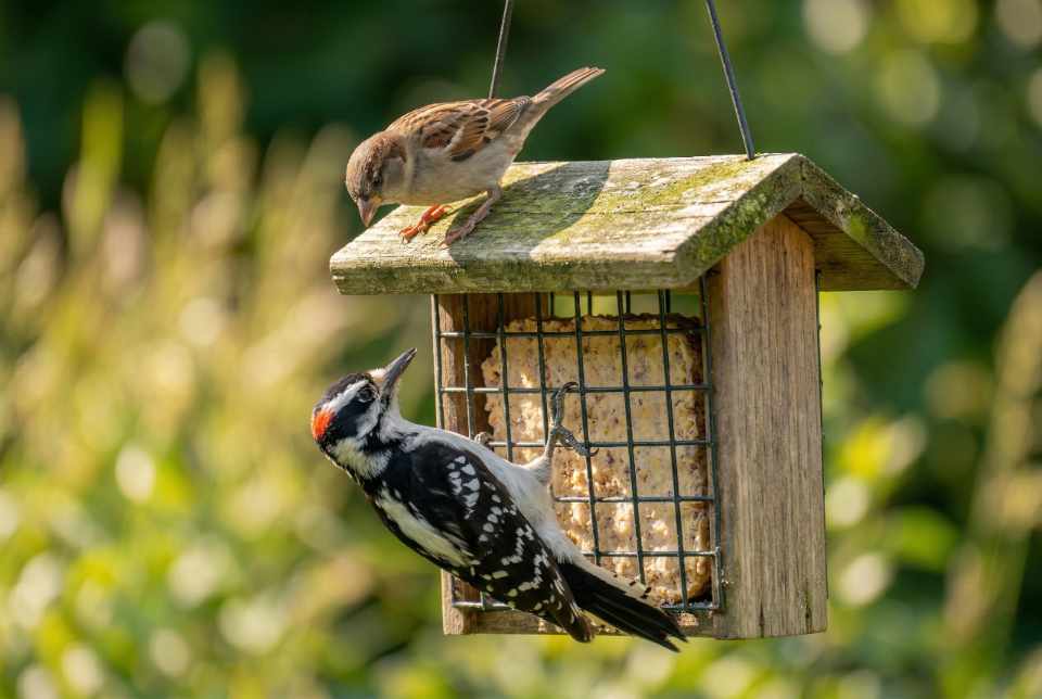 A Downy Woodpecker feeding from an upside-down suet cage while a House Sparrow perches on the roof, unable to reach the food. Visual generated via AI for educational clarity.