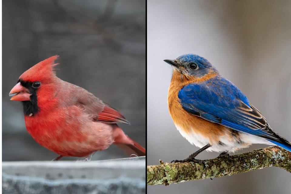 Anatomical side-by-side comparison between a thick seed-cracking cardinal beak on the left and a slender insectivore bluebird bill on the right.