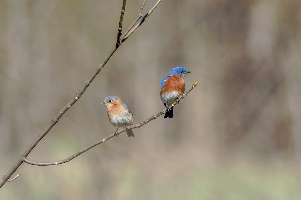 Side-by-side plumage comparison showing a perched adult male and a muted grey-blue female Eastern Bluebird on a branch.