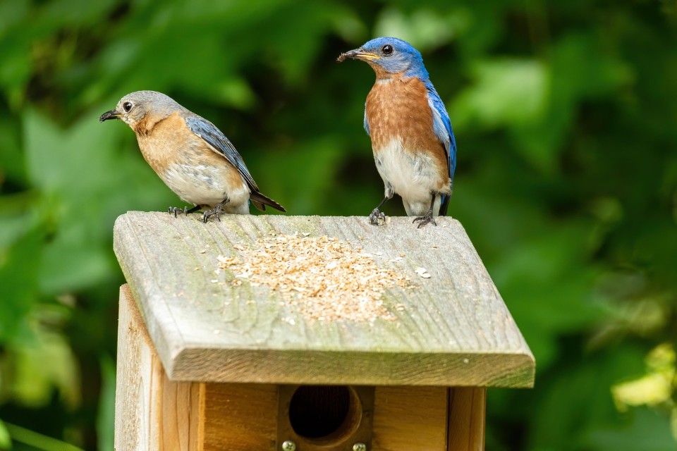 Male and female Eastern Bluebirds perched together on a wooden birdhouse roof with the male carrying insect prey.